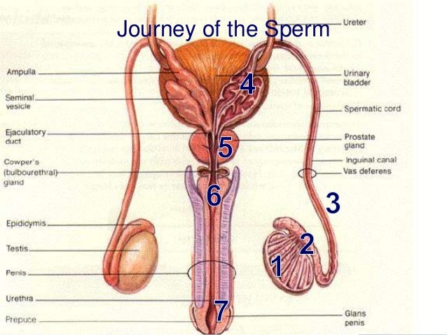 medical diagram of penis Medical diagram of penis